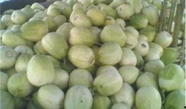 新瓜最新爆料河北,揭秘背后惊人真相